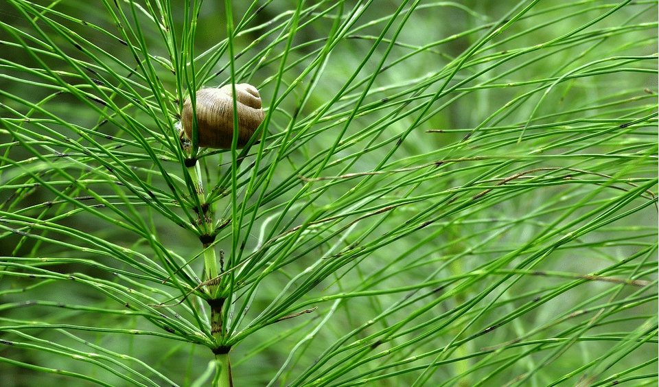 field horsetail