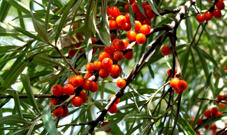 Sea buckthorn fruits are the basis for making the oil used as a natural self-tanner.