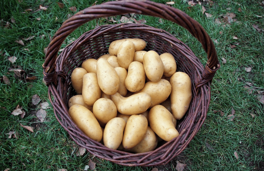 potato basket