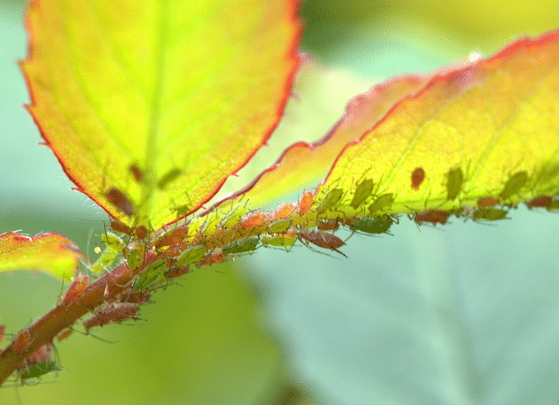 aphids