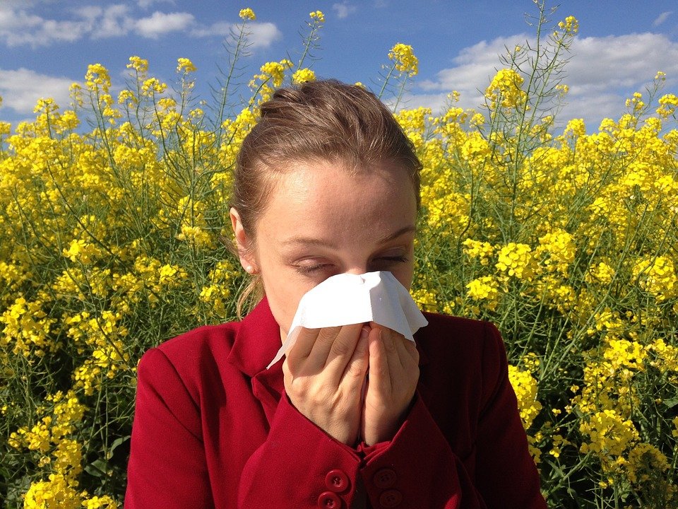 hay fever pollen allergy