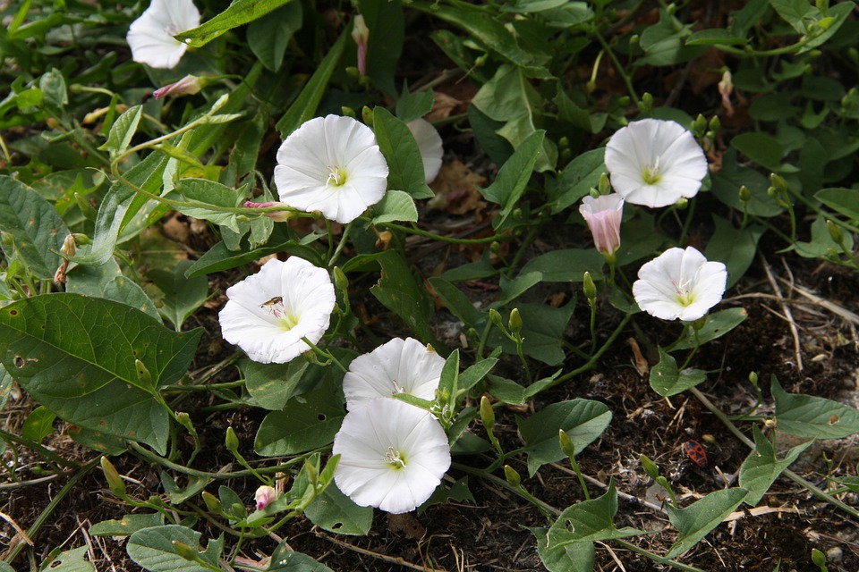 garden bindweed