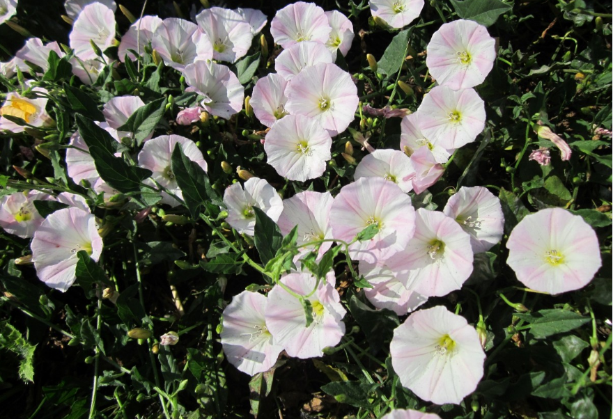 Bindweed in the garden