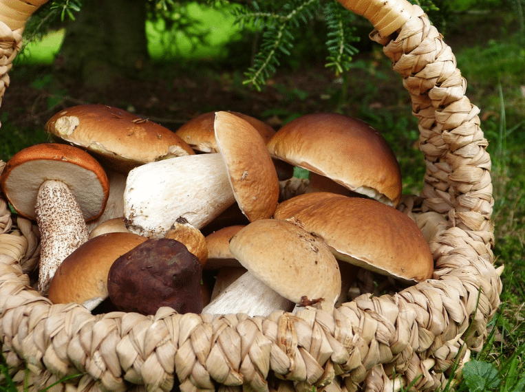 wicker basket mushrooms