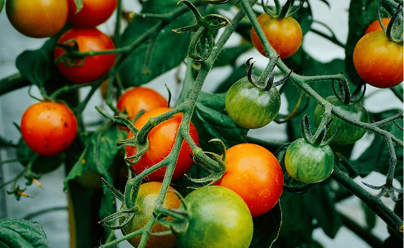 growing tomato plants