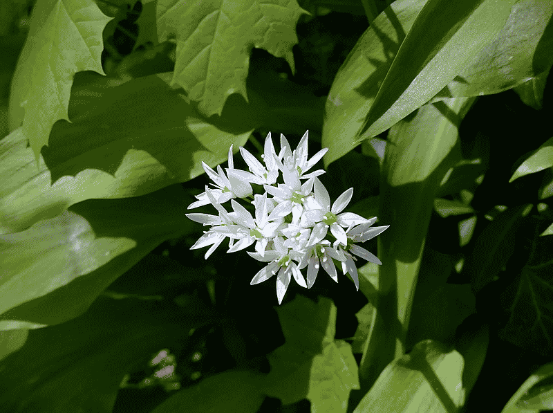 wild garlic