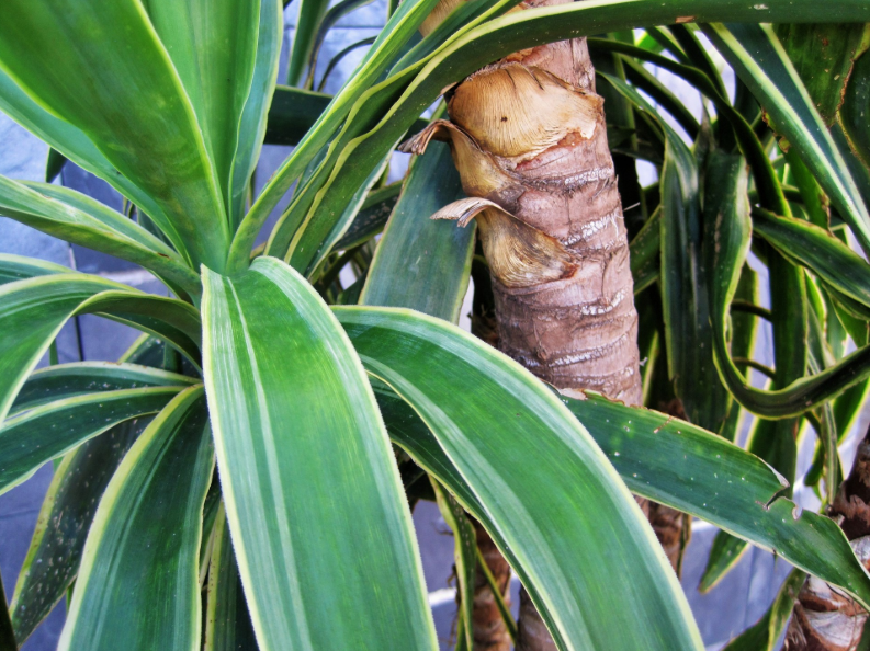 yucca - easy to care for plants