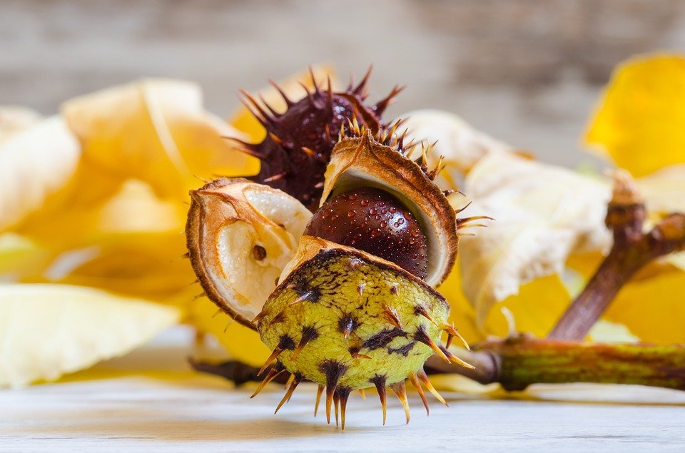 horse chestnut chestnuts against spiders