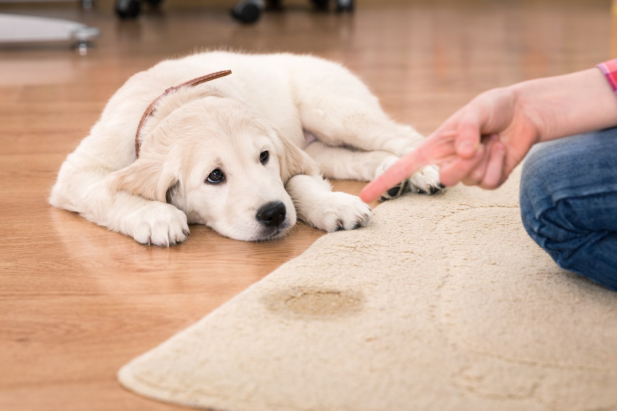 scold dog for peeing at home