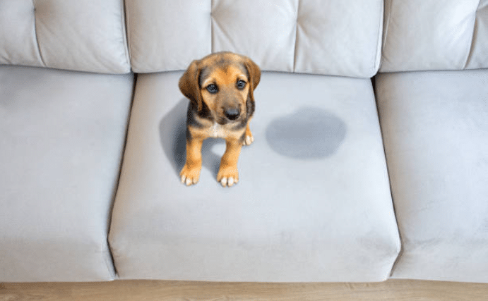 dog puppy pee urine sofa