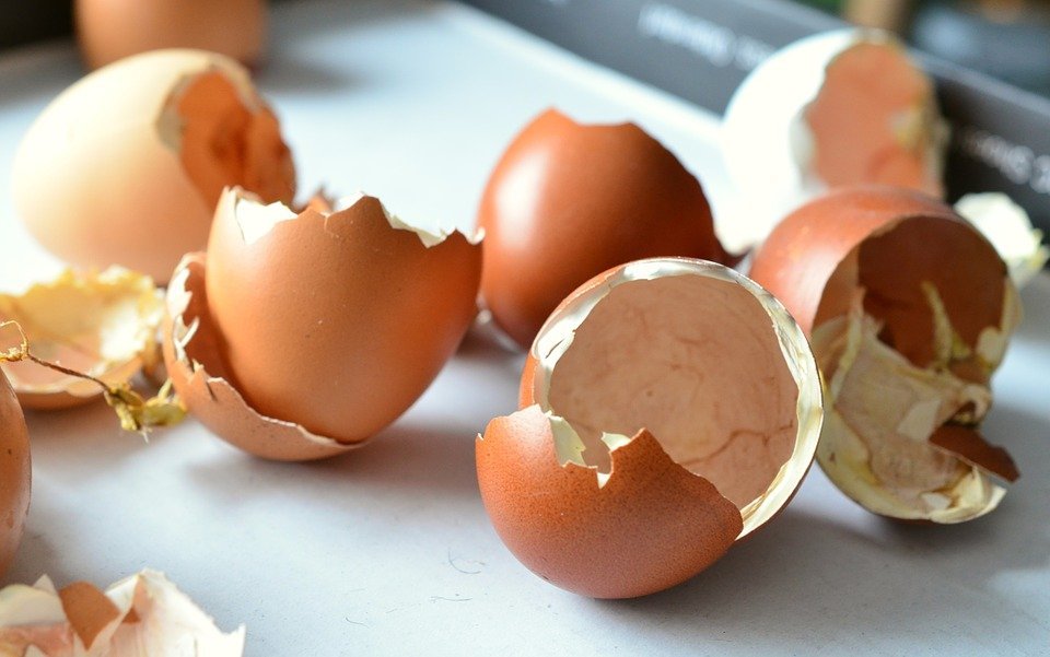 egg shells