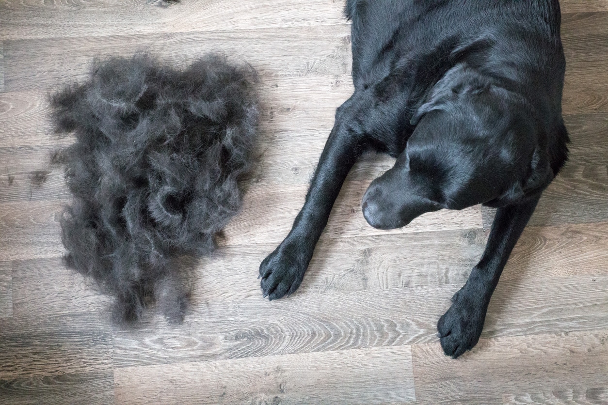 dog hair loss