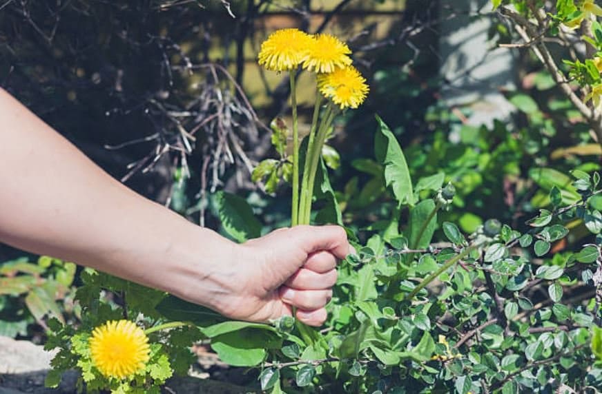 dandelions weeds