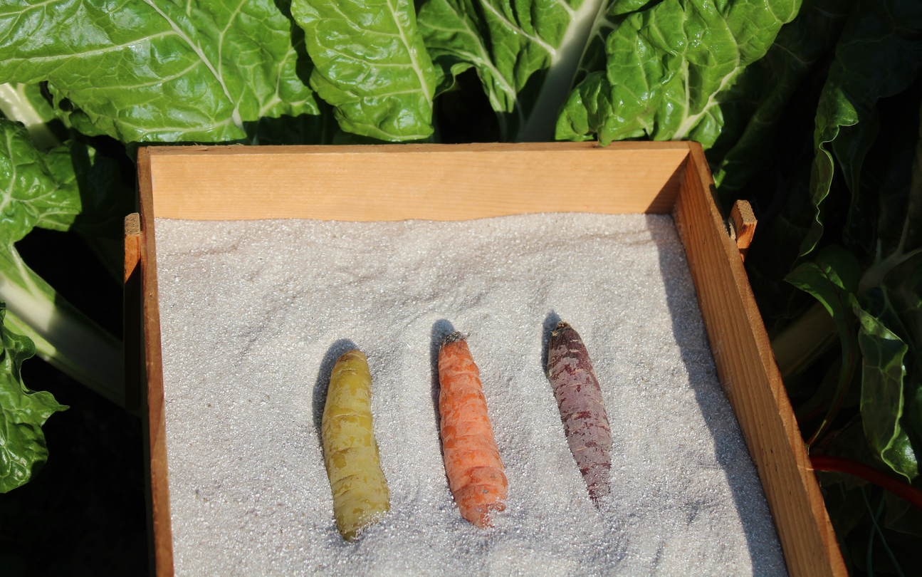 store your carrots in the sand, carrot vegetable conservation tip