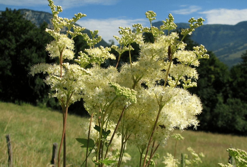 Meadowsweet