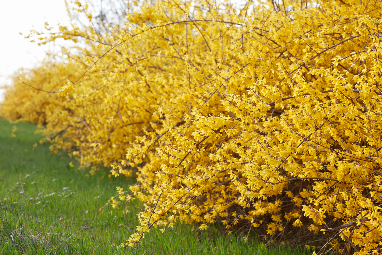 Forsythia tree trees not to prune in April