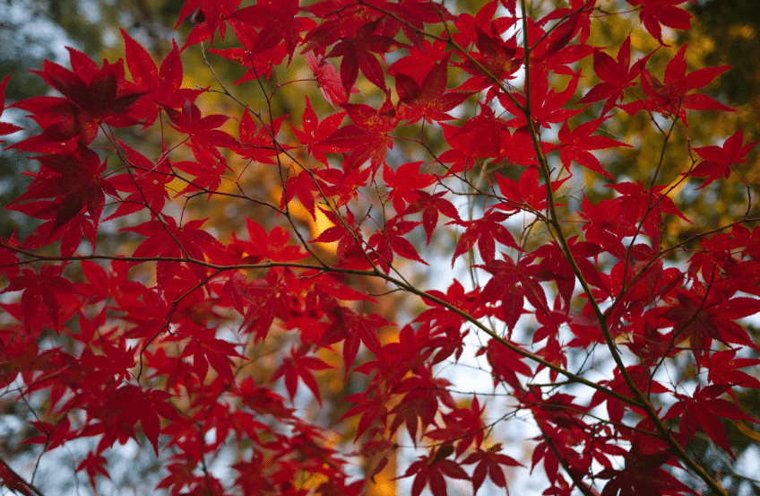 autumn maple leaves