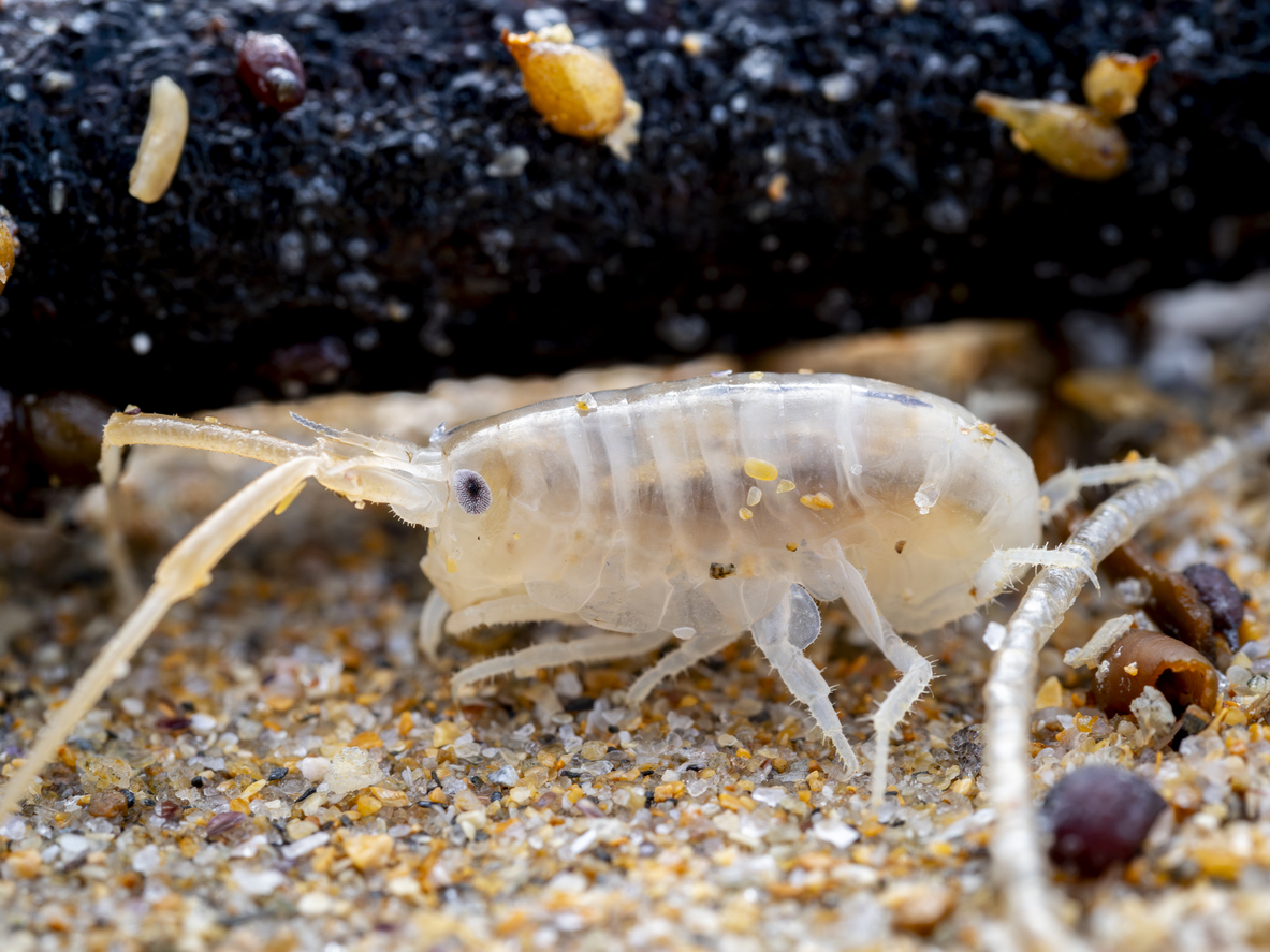   sea ​​flea (Talitrus saltator) on sea sand sea fleas in summer