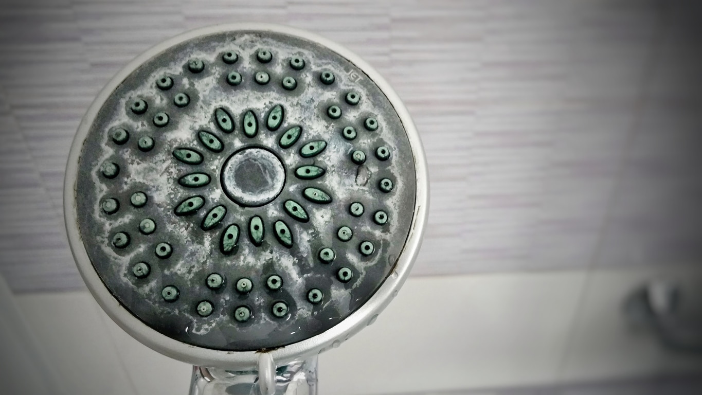 limescale shower head