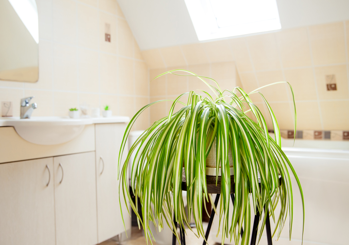 Chlorophytum comosum spider plant bathroom plants humidity