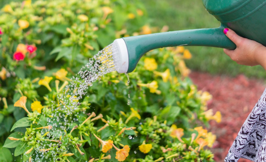 watering watering plants