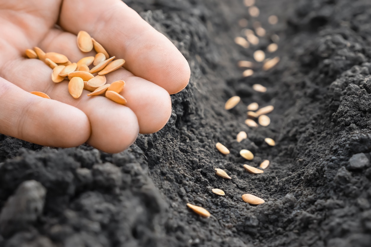 plant melon seeds in the garden recycle seeds to grow the fruit