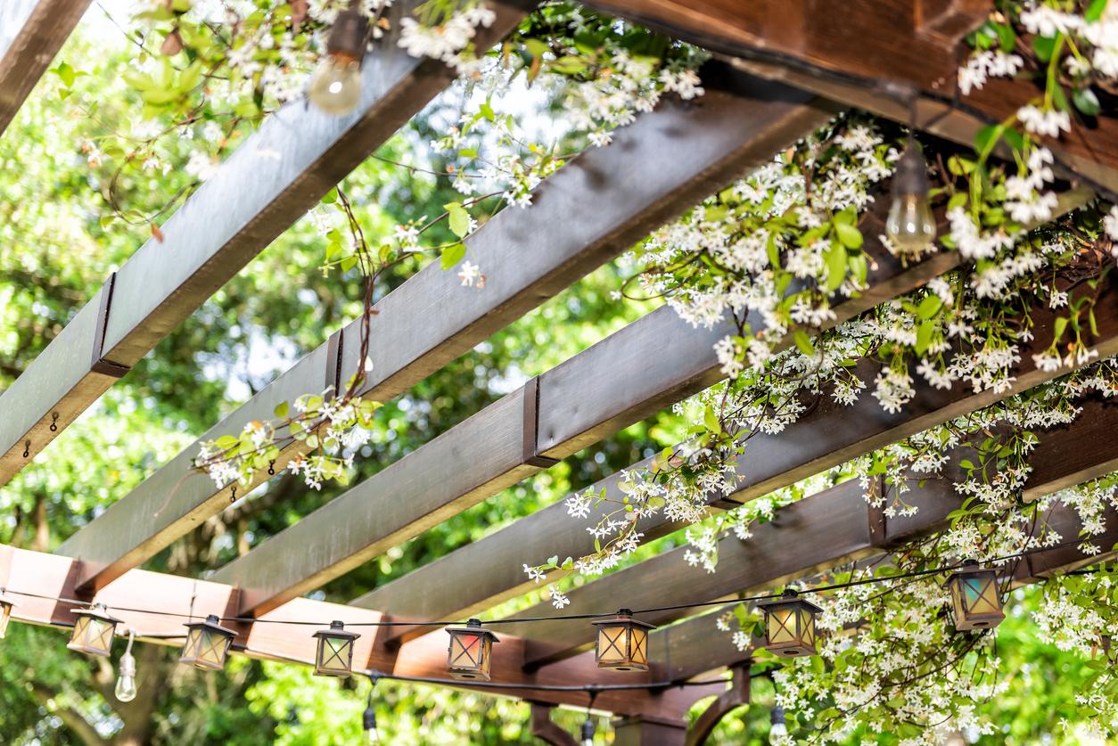 pergola plants