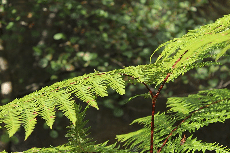 bracken fern male fern