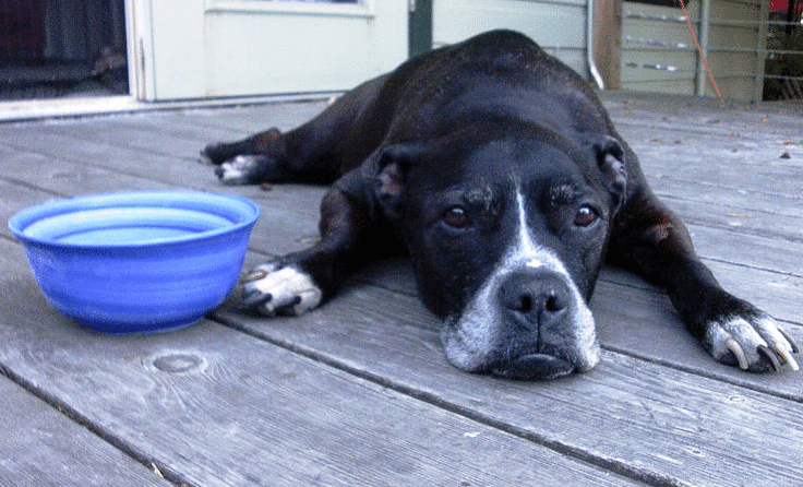 dog bowl