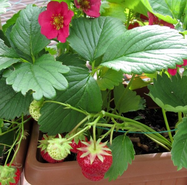 strawberries fruit planter balcony