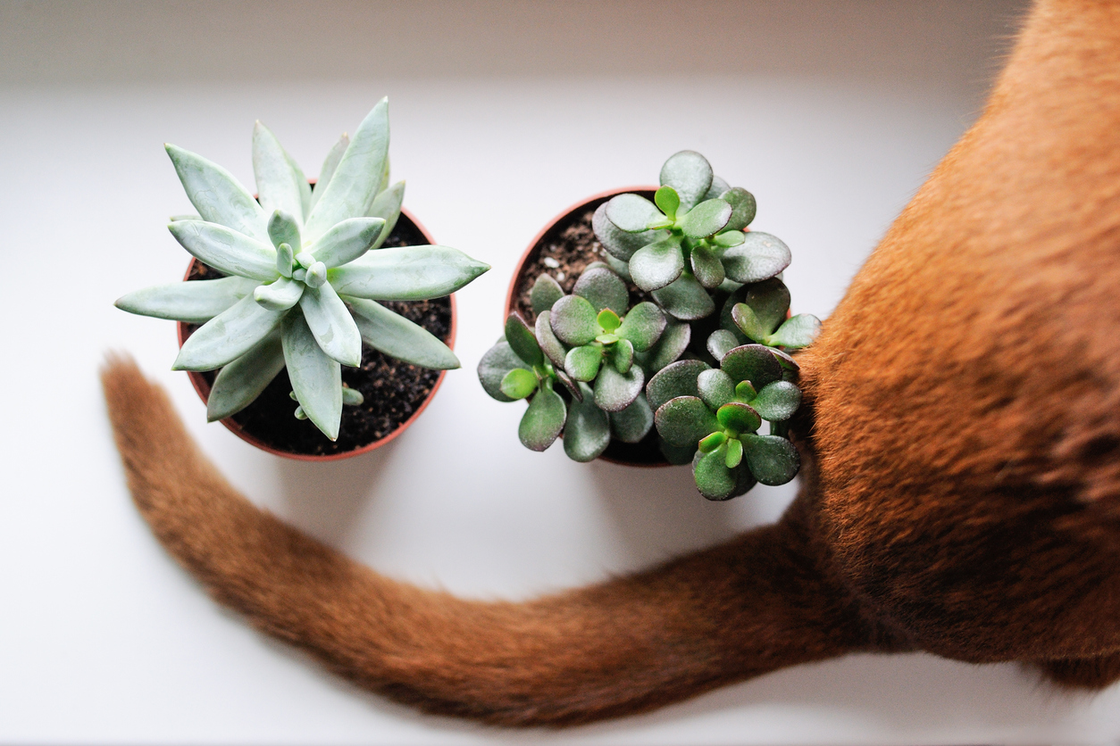 Succulent Cat Pet Plants