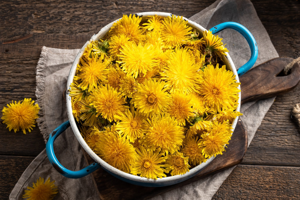 Fleurs fraîches de pissenlit fleurs sauvages adventices mauvaises herbes comestibles sauté de pissenlits