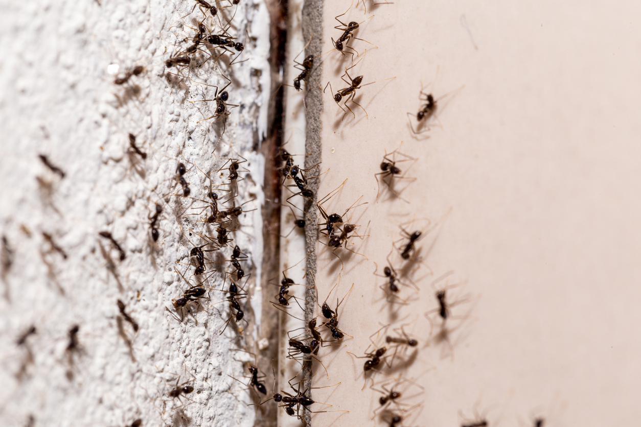 infestation ants natural solutions natural repellents essential oils plants insecticides traps 