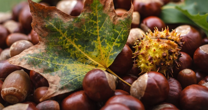 chestnuts for laundry