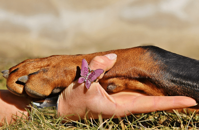 A technique for cutting your dog's nails