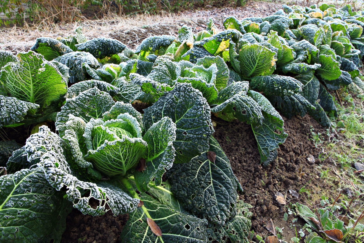 Kale Late Spring Frost Saints of Ice