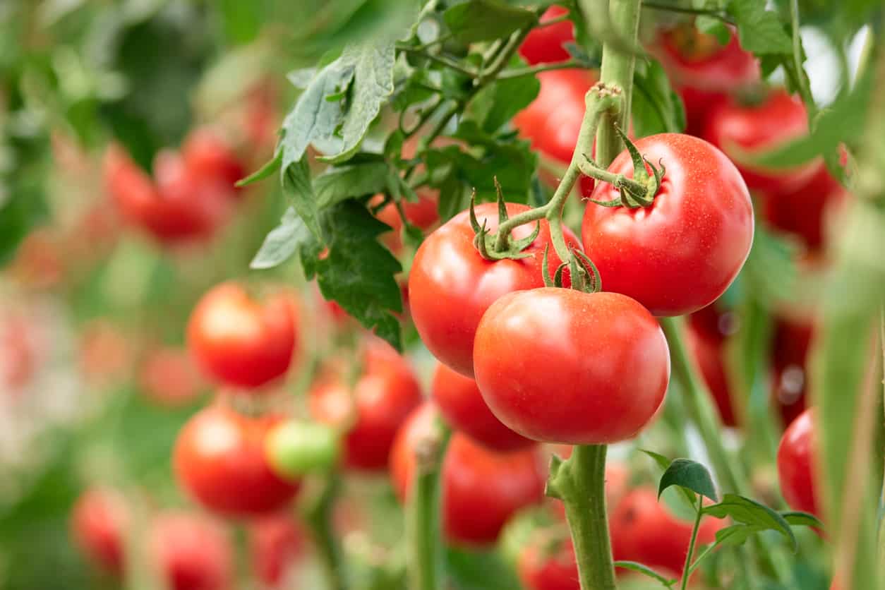 tomato leaves